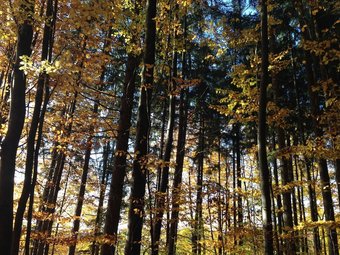 Apartamentos Holiday Home Near Winterberg