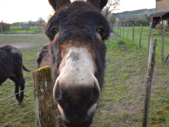 Modern Holiday Home In Vault-de-lugny With Meadow View