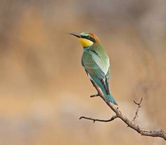 Posada Vasilias Nikoklis Inn