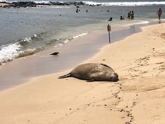 Apartamento 2417 @ Lihue Oceanfront Resort, Kauai Beach Drive, Kauai Hawaii