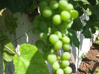 Bed & Breakfast Pinewood Guesthouse