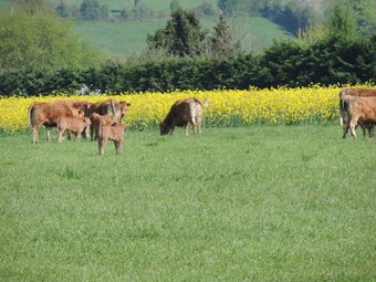 Bed & Breakfast Les Vergers de La Vicomt� D'auge