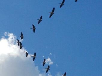 Lodge The Butterflies Wood House