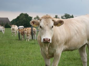 Luxury 2 Bathroom Villa With Solarium, 8 Km. From Hoogeveen