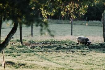 Agroturismo Ranczo W Dolinie