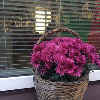 Homestay Khomenko