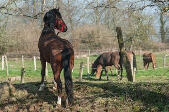 Bed & Breakfast Domaine Equestre Etretat