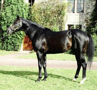 Bed & Breakfast Sarona Farm - Chateau Et Haras, Plages Du D�barquement, D-day Beaches, Normandie