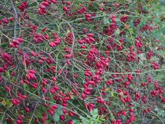 Vintage Mansion In Hoogstraten With Garden