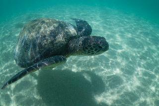 Hotel Arajilla Retreat Lord Howe Island