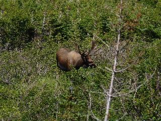 Hotel Holiday Inn Express Deer Lake