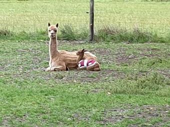 Berrys Creek Tiny House