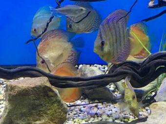 Hostal Blue Summer House