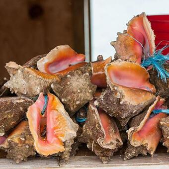 Hotel St Francis Resort