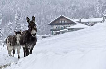 Hotel Duftbr�u