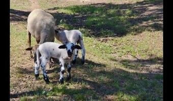 Olost Villa Sleeps 8 With Pool