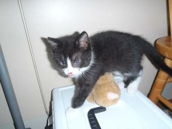 Gasthaus Kallioranta