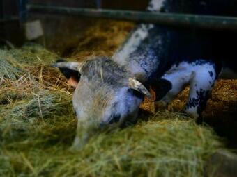 G�te Chazey-sur-ain, 3 Pi�ces, 5 Personnes - Fr-1-493-166