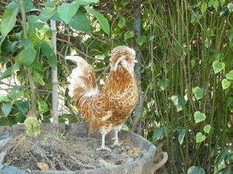 G�te Rosnay, 3 Pi�ces, 4 Personnes - Fr-1-426-216