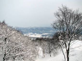 White Rabbit Madarao