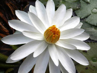 Hotel Mocking Bird Hill