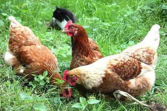 Holiday Homes Terryglass - Eir05043-fya