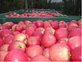 Apartamento Feldererhof