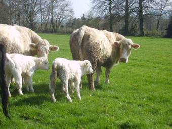 Bed & Breakfast Ballinwillin House