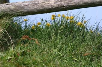 Bed & Breakfast Guesthouse Milli Vina