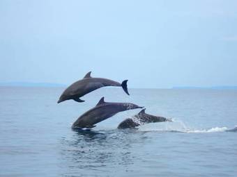 Hotel Thalassa Resort And 5* Padi Dive Center