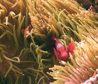 Hotel Shorea Beach Resort