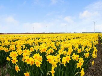 Peaceful Holiday Home In Tuitjenhorn With Garden, Terrace