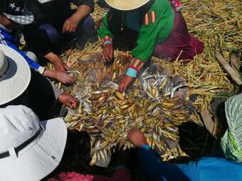 Hotel Urosfood & Titiqaqa Lodge