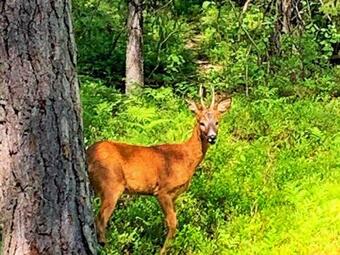 Holiday Home Vetlanda II