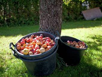 Apartment Peter Vandans