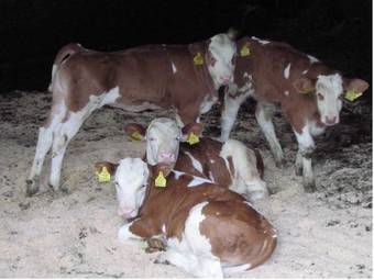 Wohlf�hlhotel Innertalerhof