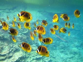 Kehena Treetop Bungalow Home