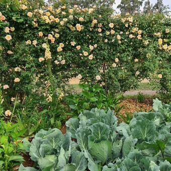 Agroturismo Piccadilly Farm Cottage