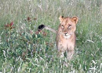 Lodge Jaci's Sabi House