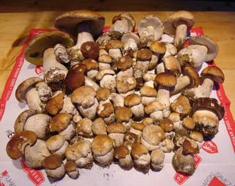 Hostal Kod Korita Rooms