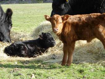 Villa Hazelcreek Cottages