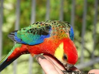 Agroturismo Cinnamon Coloureds Farm Cottages