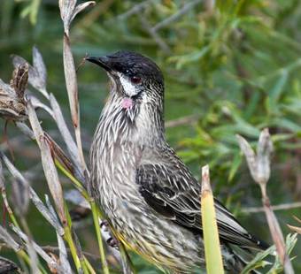 Mallacoota's Shady Gully Caravan Park