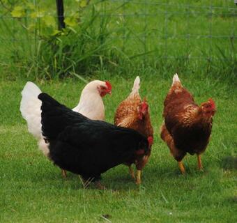 Green Acres B&B