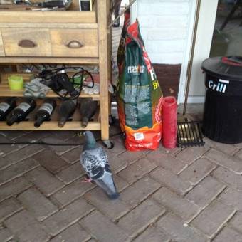 Bed & Breakfast Azzurro