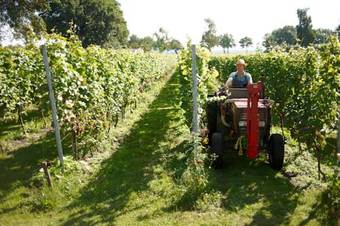 Wijnstaete Op Den Pas