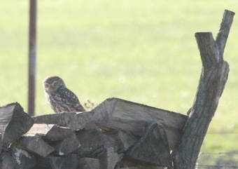 Apartamento Buitenoosten