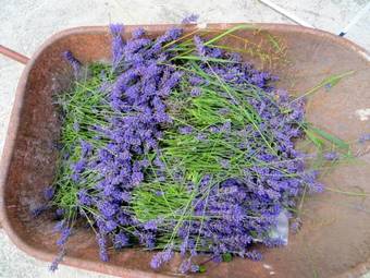 The Black Horse B&B & More