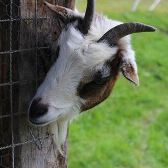 Posada Berggasthaus Obbort