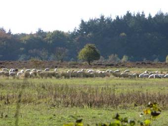 Spacious Holiday Home In Exloo With Garden